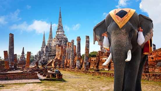 Elephant at Wat Phra Si Sanphet temple in Ayutthaya Historical Park, a UNESCO world heritage site, Thailand