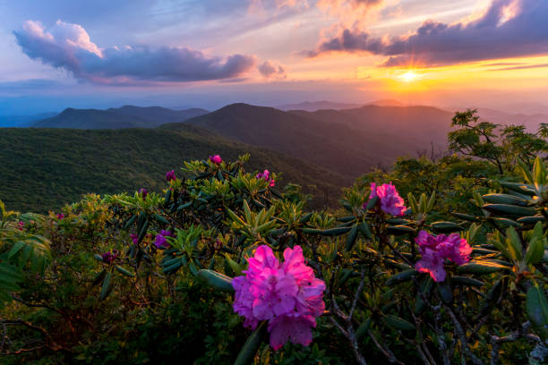 istock rhododendron bloom in the Blue Ridge Mountains 814184528