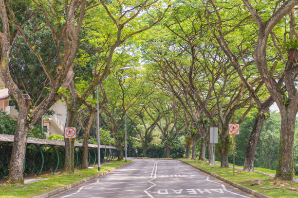 istock curving road with trees in a public park 814186438