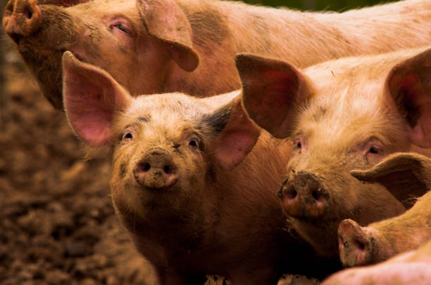 istock Pigs grazing outdoors in muddy farm field 814186874