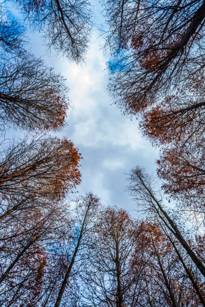 istock Low Angle View Of Trees Growing In Forest 814189132