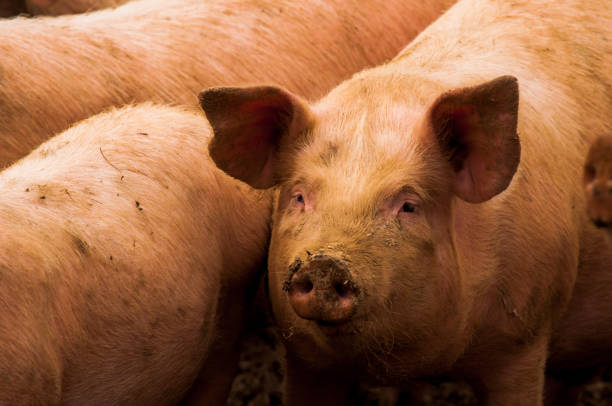 istock Pigs grazing outdoors in muddy farm field 814194266