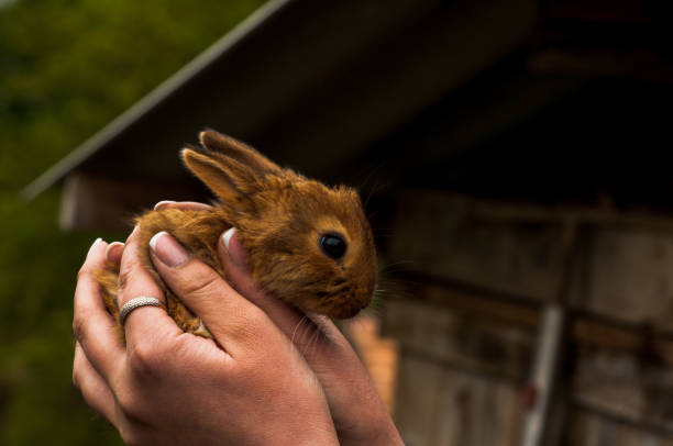 istock Hand holding cute brown and white baby rabbit 814198412