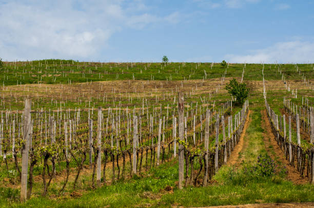 Vineyards in the spring. Preparing for the growth of grapes. Work on the vineyard. Local vineyard with wine production and agricultural growth theme