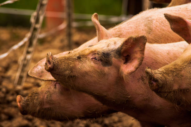 istock Pigs grazing outdoors in muddy farm field 814200864