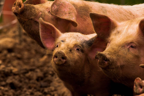 istock Pigs grazing outdoors in muddy farm field 814211388
