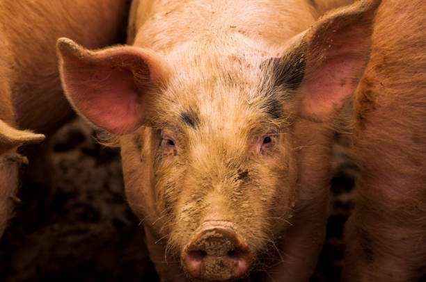 istock Pigs grazing outdoors in muddy farm field 814213462