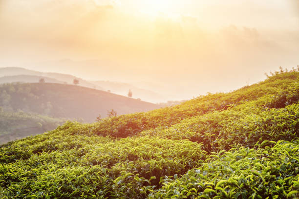 istock Scenic green tea bushes at tea plantation at sunset 814213574