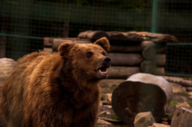 istock Bear behind the metal fence 814213692
