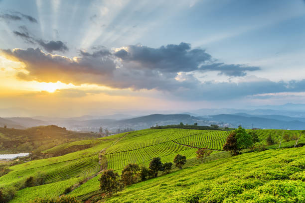istock Scenic rows of bright green tea bushes and sunset sky 814215818