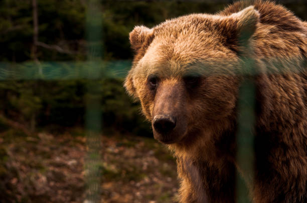 Braun Bär