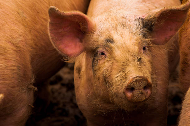 istock Pigs grazing outdoors in muddy farm field 814231252