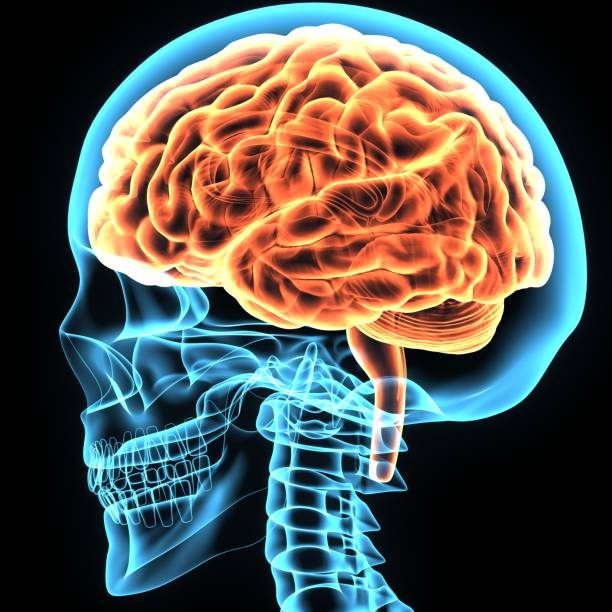 istock 3d illustration brain and skeleton anatomy 814231422