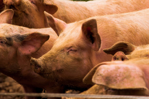 istock Pigs grazing outdoors in muddy farm field 814234428