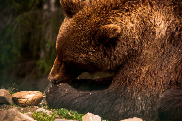 Syrian brown bear