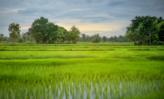 Transplant rice seedlings in rice field,  Farmer planting rice in the rainy season.