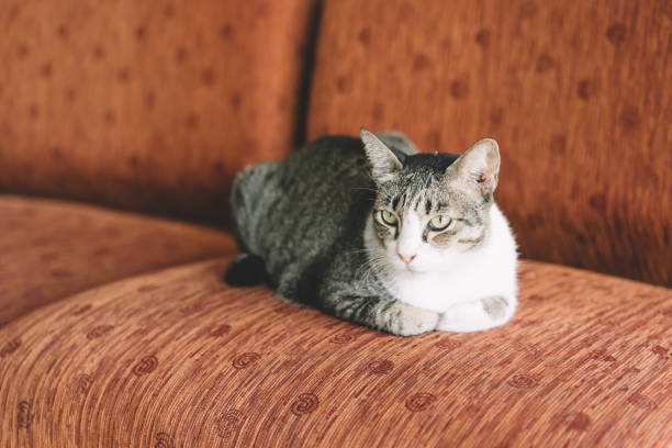 istock A Thai cat with gray and white color 814239344