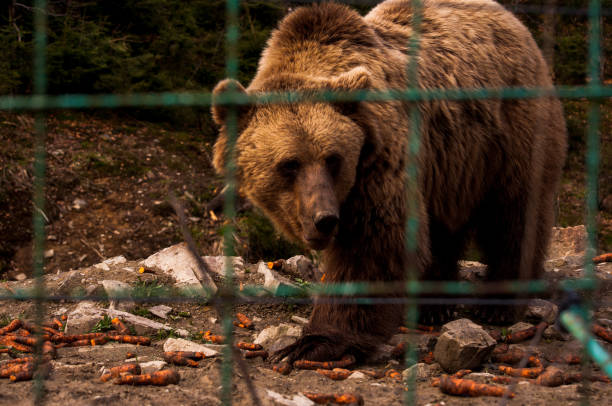 istock Bear behind the metal fence 814239374