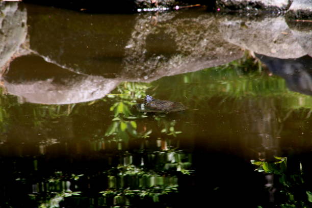 istock A red-eared slider swims in the reflection 814240112
