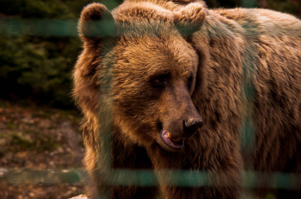 istock Bear behind the metal fence 814242472