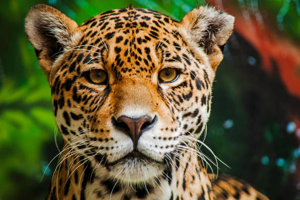 Taunting the Jaguar 3 Close shot of a staring male jaguar jaguar stock pictures, royalty-free photos & images