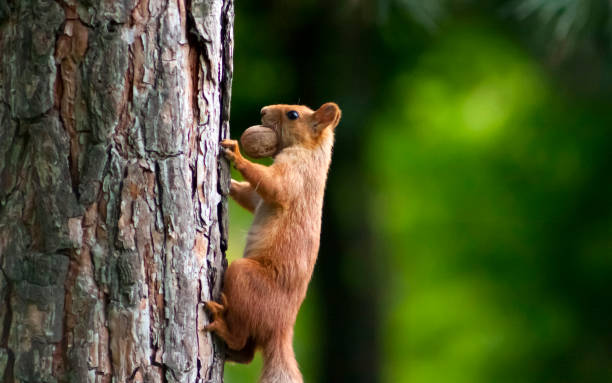 다람쥐, 호두 - squirrel softness wildlife horizontal 뉴스 사진 이미지