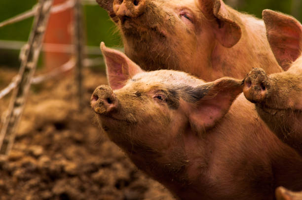 Pigs grazing outdoors in muddy farm field