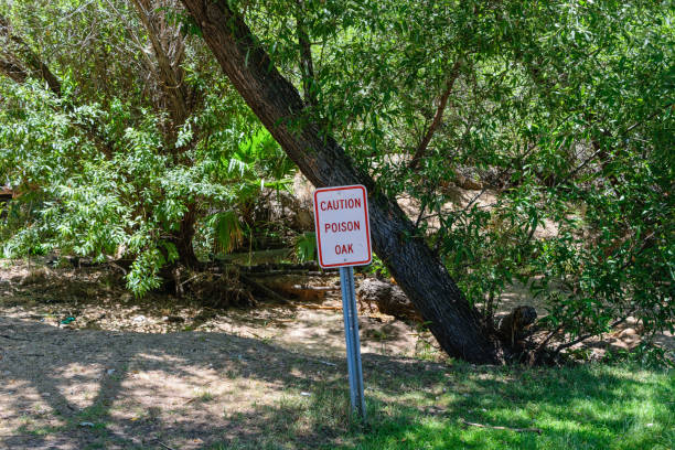 istock Walking into an area with poison oak 814261022