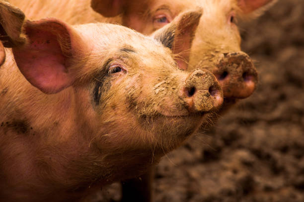 istock Pigs grazing outdoors in muddy farm field 814263320