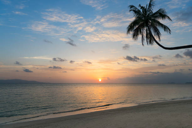 istock Beautiful Tropical Sunset with Palm Tree, Thailand 814268536