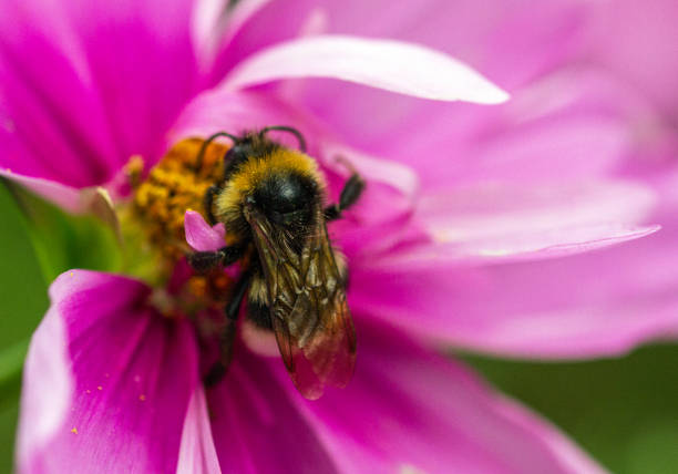 istock Bumblebee on a Cosmos flowerhead. 814268808