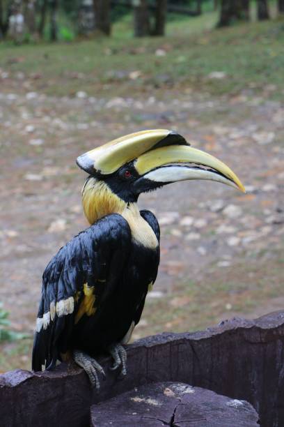 istock Buceros bicornis. great pied hornbill 814268870