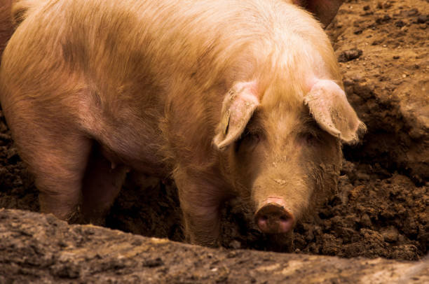 istock Pigs grazing outdoors in muddy farm field 814271312