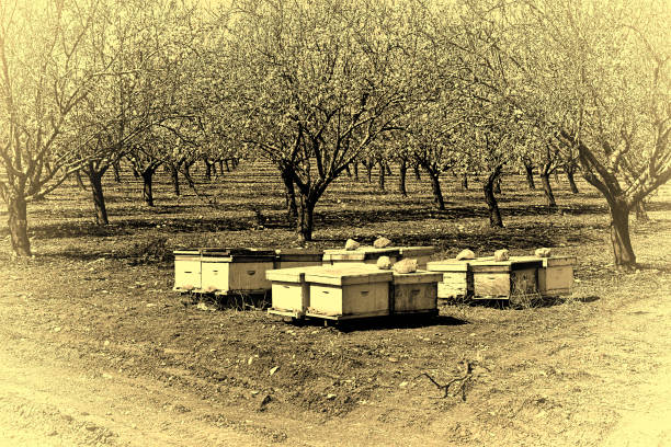 istock Apiary in Almond Garden 814271454