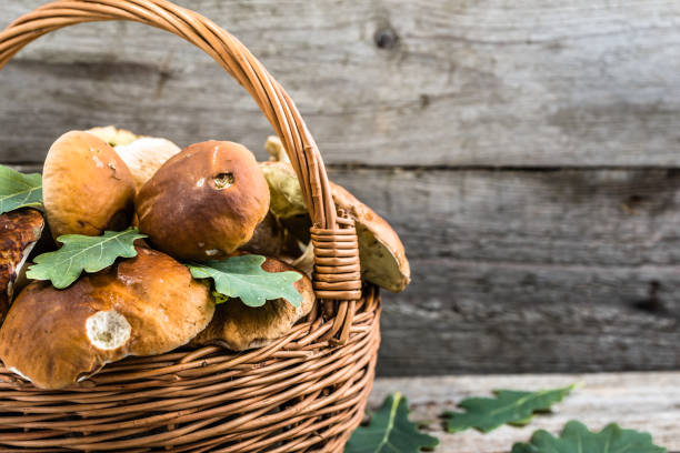 istock Fresh mushrooms in basket, porcini from forest on rustic table 814276252