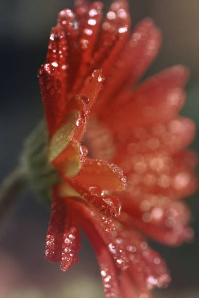 istock Artistic composition red Gerbera flower, rainy day 814278926