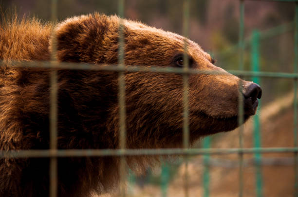 istock Bear behind the metal fence 814279084
