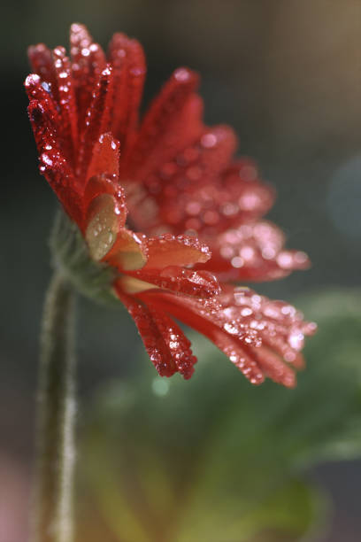 istock Artistic omposition red Gerbera flower, rainy day 814279396