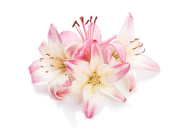 istock Pink lily flowers 814279594