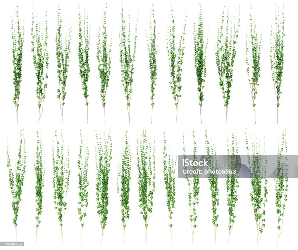 Green ivy plant isolated. ivy leaves isolated on a white background. Blank Stock Photo