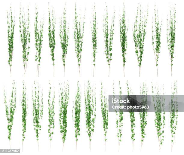 Green Ivy Plant Isolated Stock Photo - Download Image Now - Blank, Collection, Creeper Plant