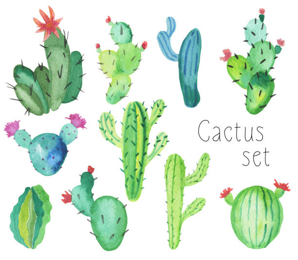 istock Set of hand-drawn watercolor cactus plants isolated on white background 814287478