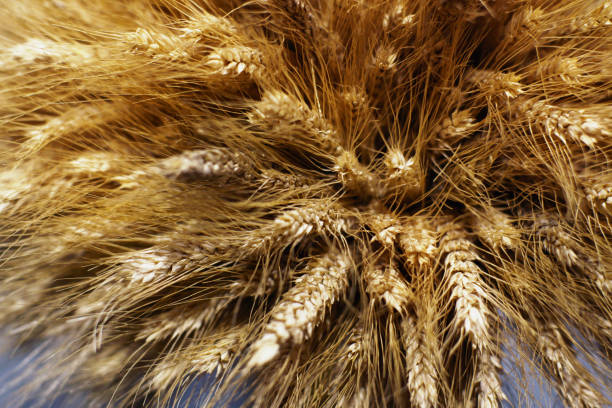 istock A bundle of ripe wheat, spikelets with grains on the stems, a new harvest 814287510