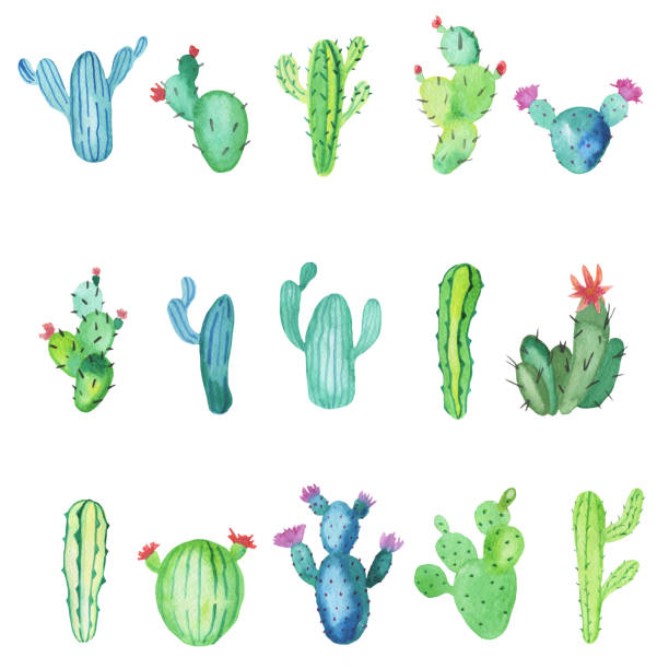 istock Set of hand-drawn watercolor cactus plants isolated on white background 814287576