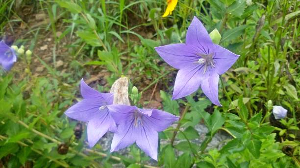 istock Purple bellflowers 814287778