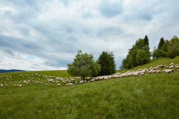 Mountain landscape. Grazing sheeps.