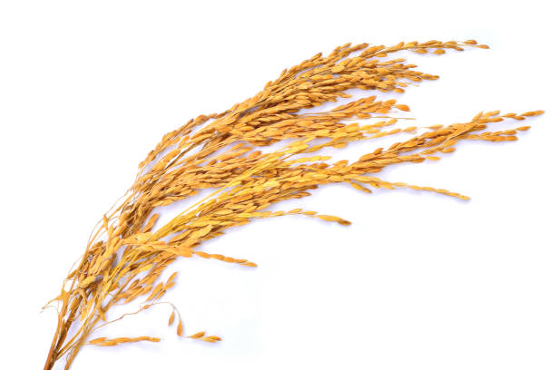 istock Ears of rice isolated on white background 814293474