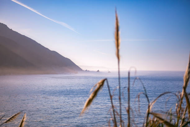 istock Plant looks like coastal wheat 814304554