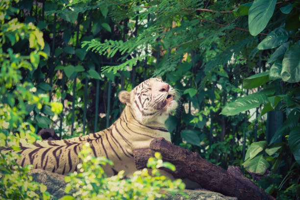 istock Bengal tiger sitting and relax on the rock 814306942