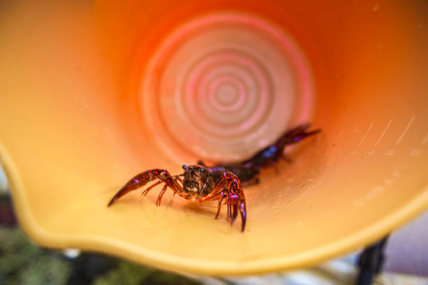 Female hand hold the small crayfish against river background. Crayfish moves in the hand
